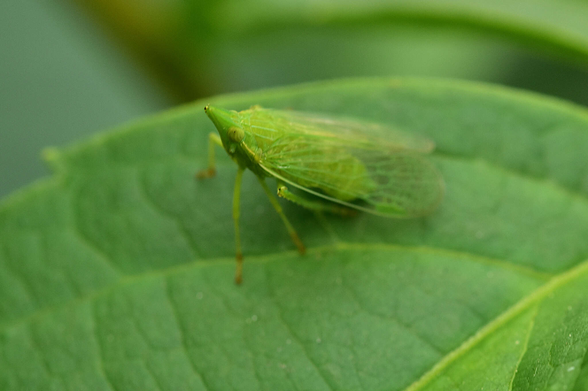 Image of Dictyophara (Dictyophara) europaea (Linné 1767)