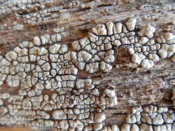 Image of Ceramic fungus