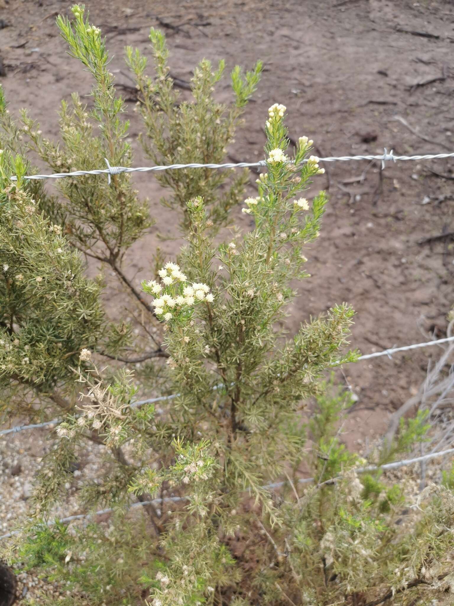 Image of Baccharis linearis (Ruiz & Pavón) Pers.