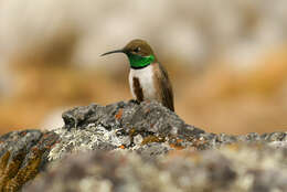 Image of Andean Hillstar