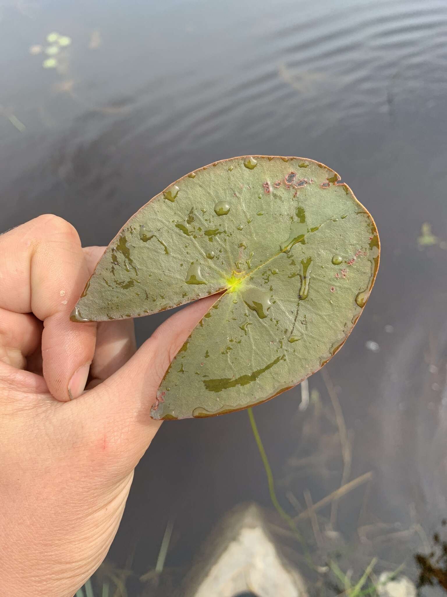 Image of Leiberg's waterlily