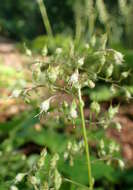Image of hairy alumroot