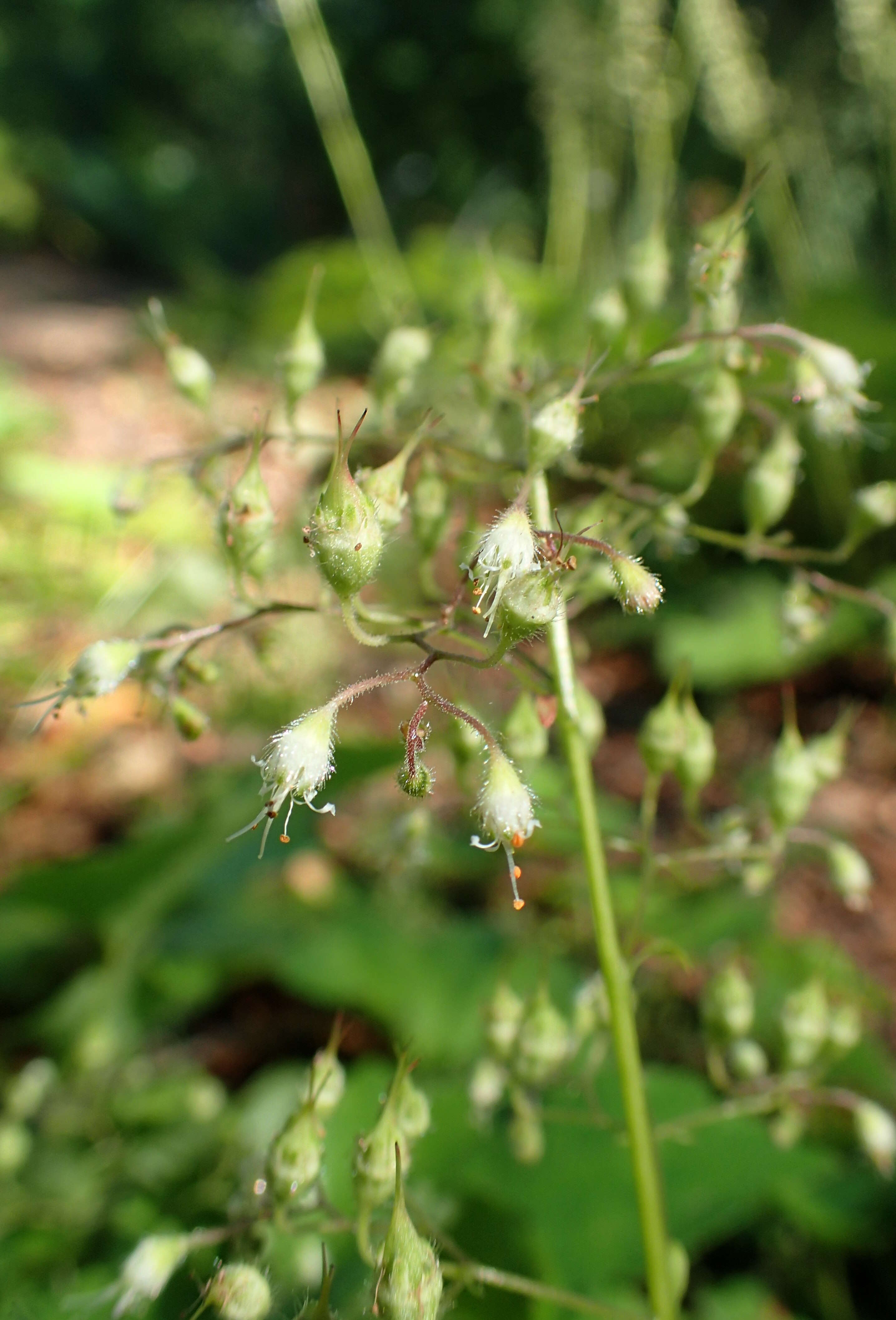 Image of hairy alumroot