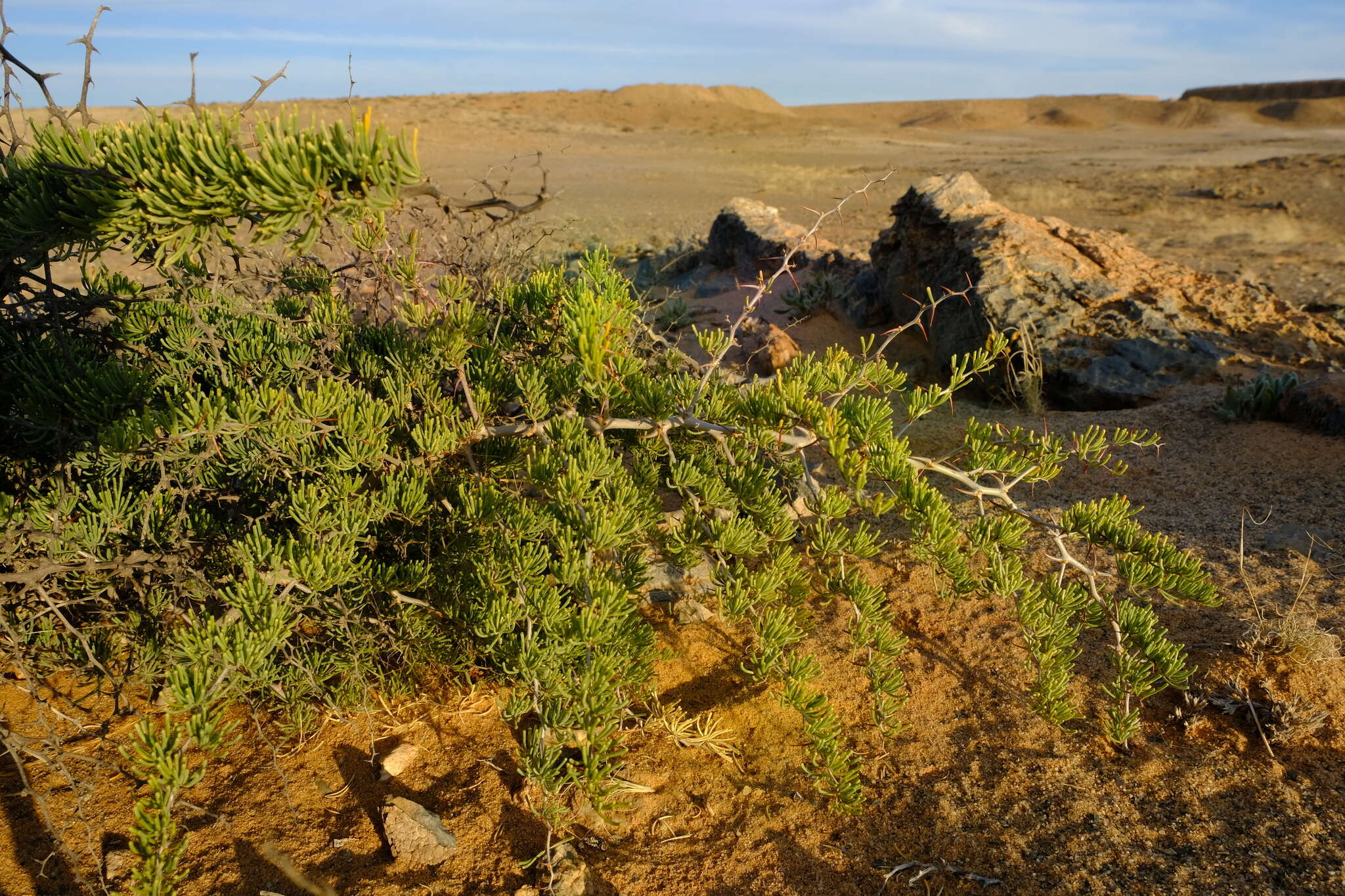 Image of Asparagus graniticus (Oberm.) Fellingham & N. L. Mey.