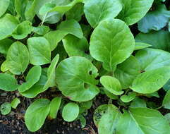 Image of Bergenia ciliata (Haw.) Sternb.