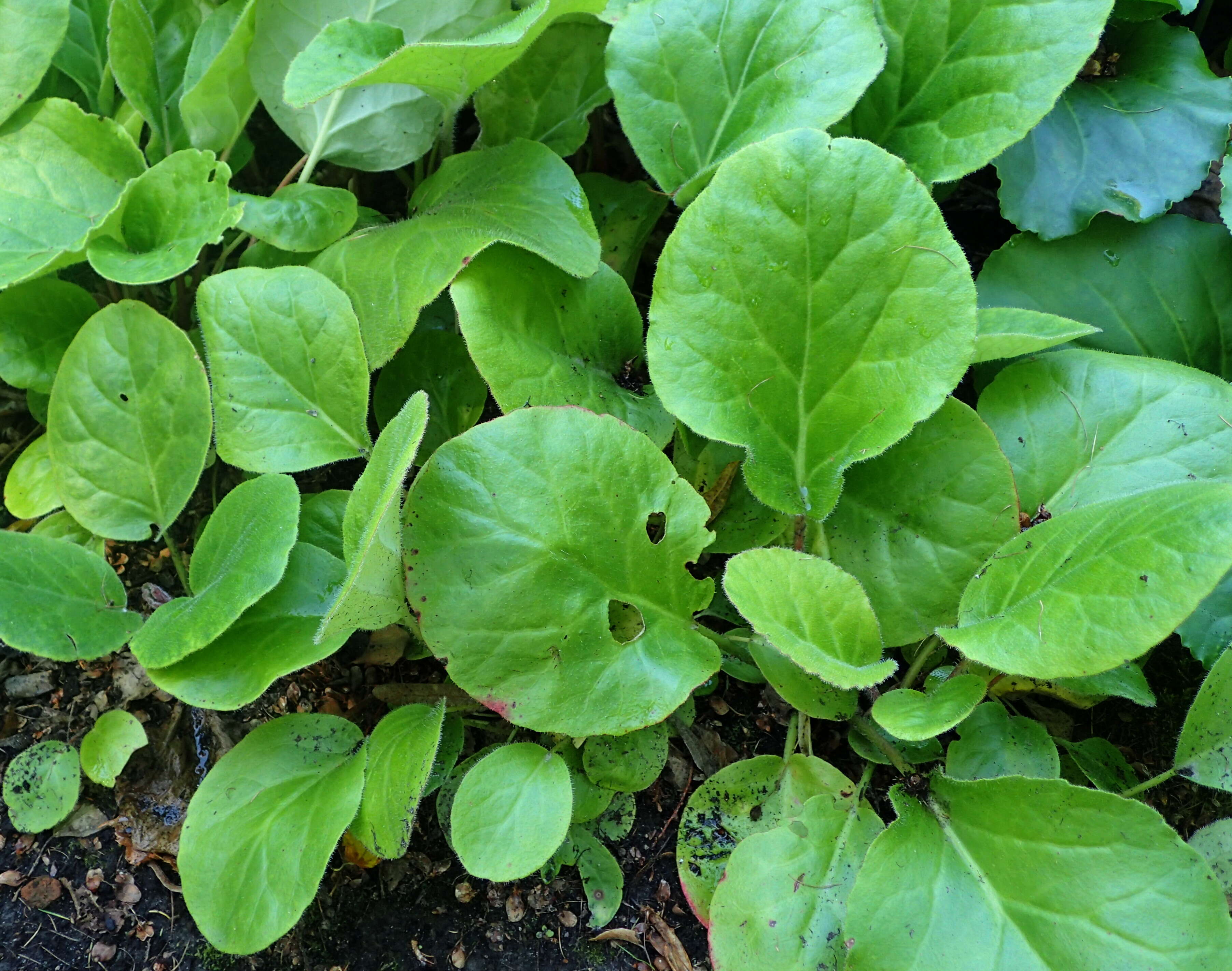 Image of Bergenia ciliata (Haw.) Sternb.