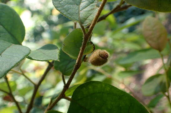 صورة Loropetalum chinense (R. Br.) Oliv.