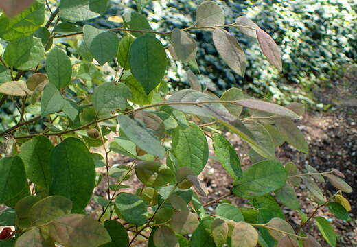 صورة Loropetalum chinense (R. Br.) Oliv.