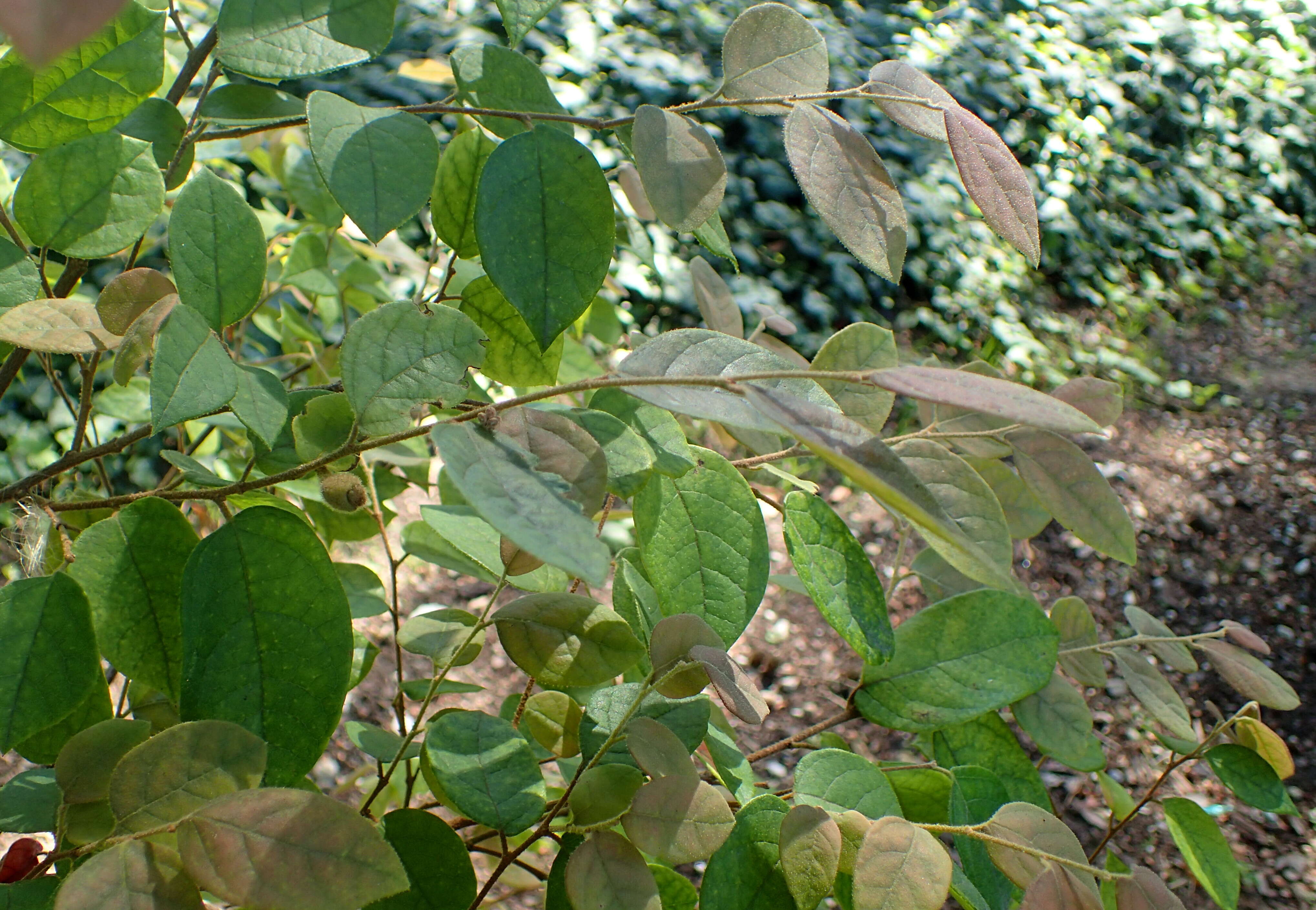 صورة Loropetalum chinense (R. Br.) Oliv.