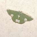 Plancia ëd Microloxia leprosa Hampson 1893