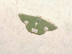 Image of Microloxia leprosa Hampson 1893