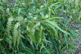 Image of sweet fern