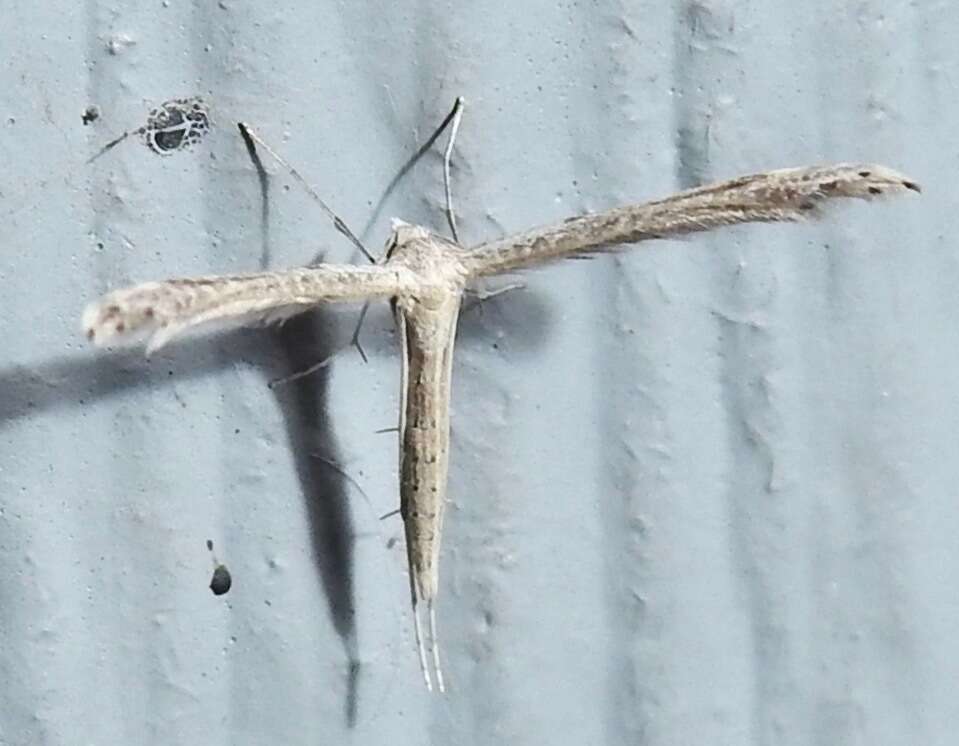 Lioptilodes albistriolatus (Zeller 1871) resmi