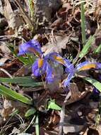 Sivun Iris verna var. smalliana Fernald ex M. E. Edwards kuva