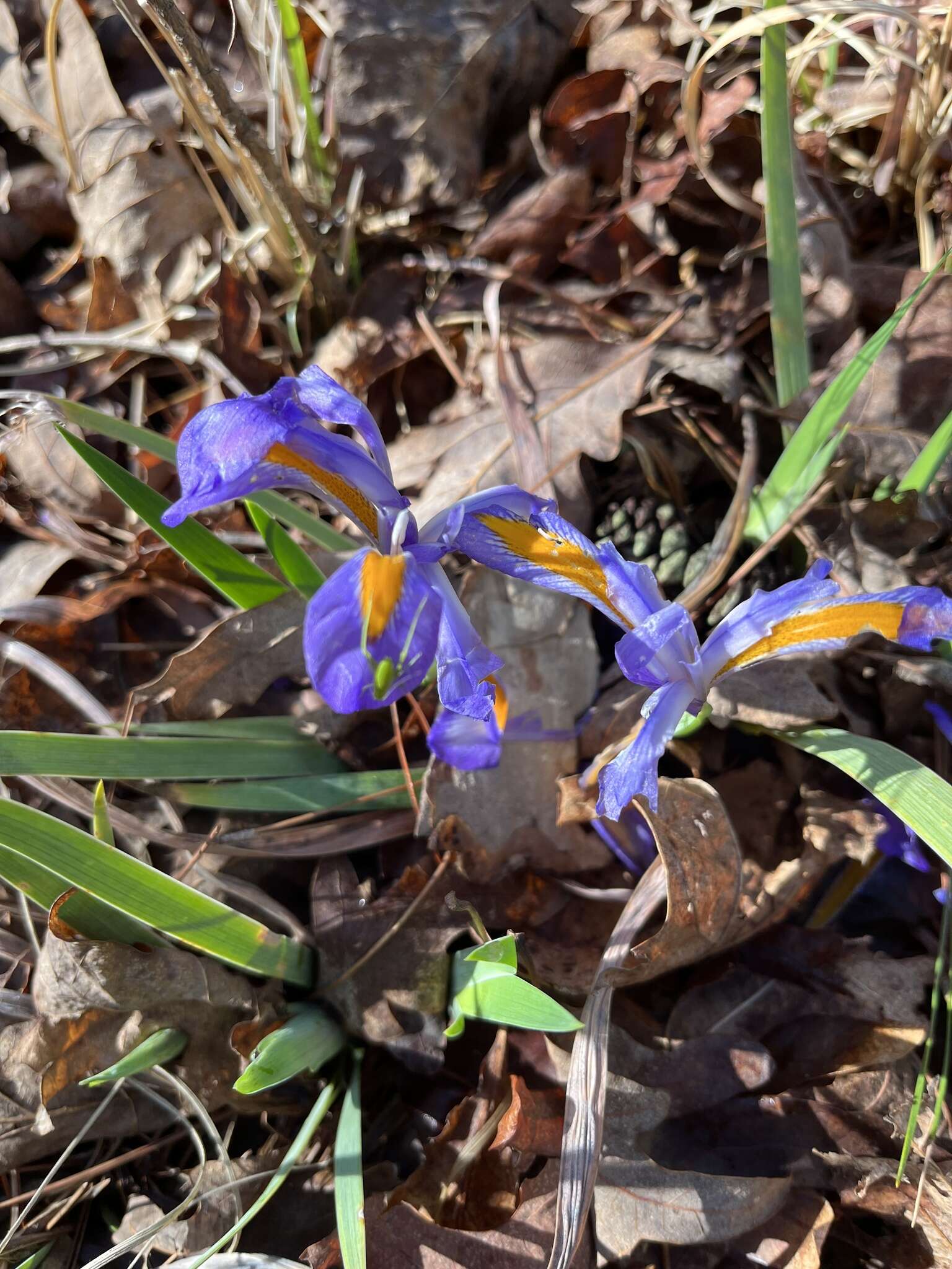 Image of dwarf violet iris