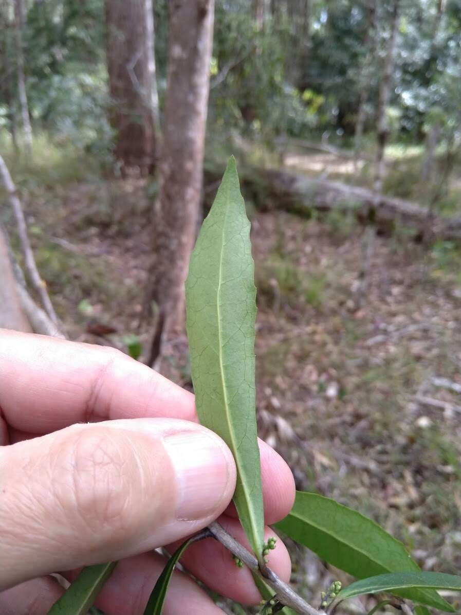 Image of Symplocos harroldii L. W. Jessup