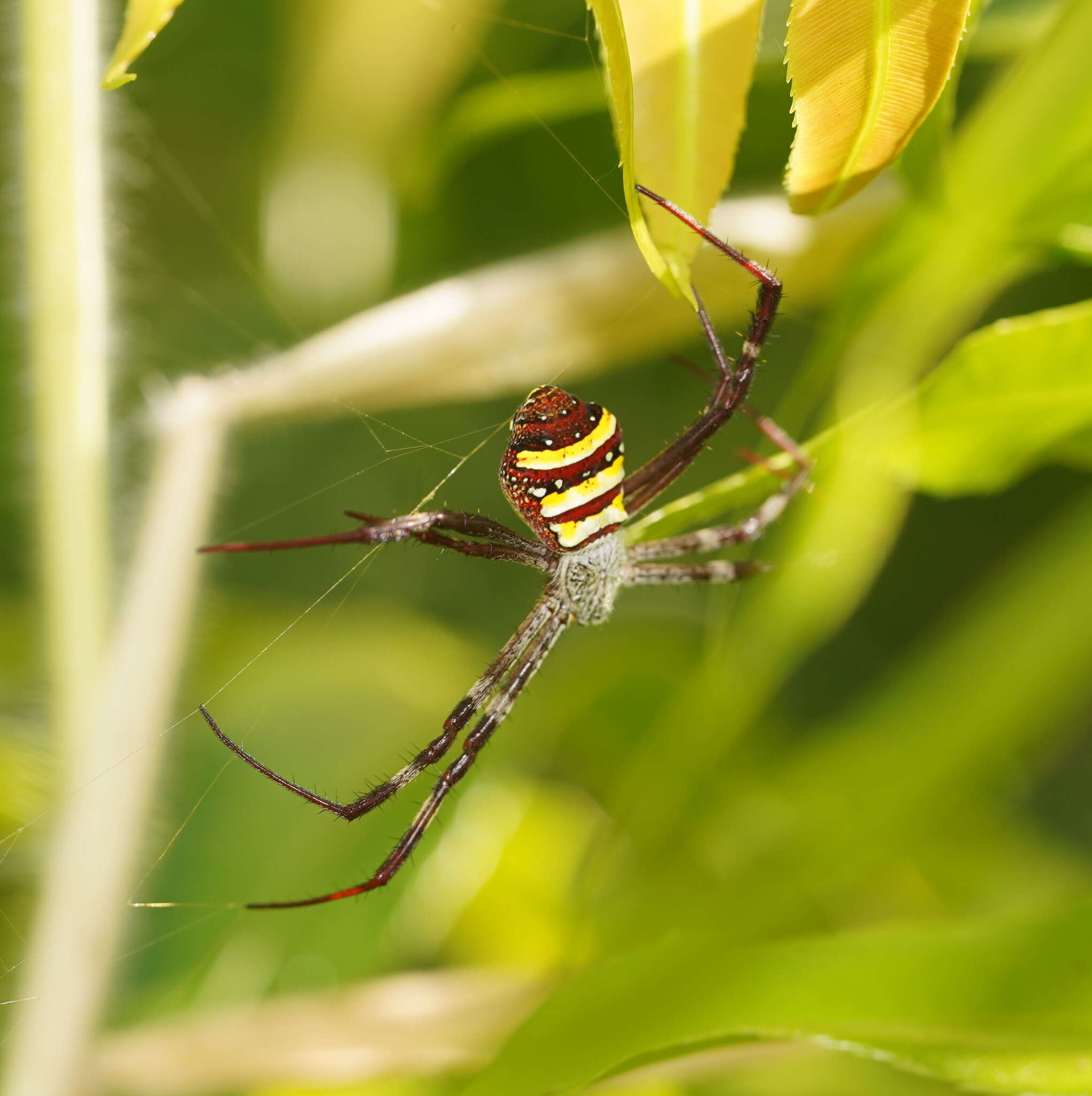 Image of Argiope aetherea (Walckenaer 1841)