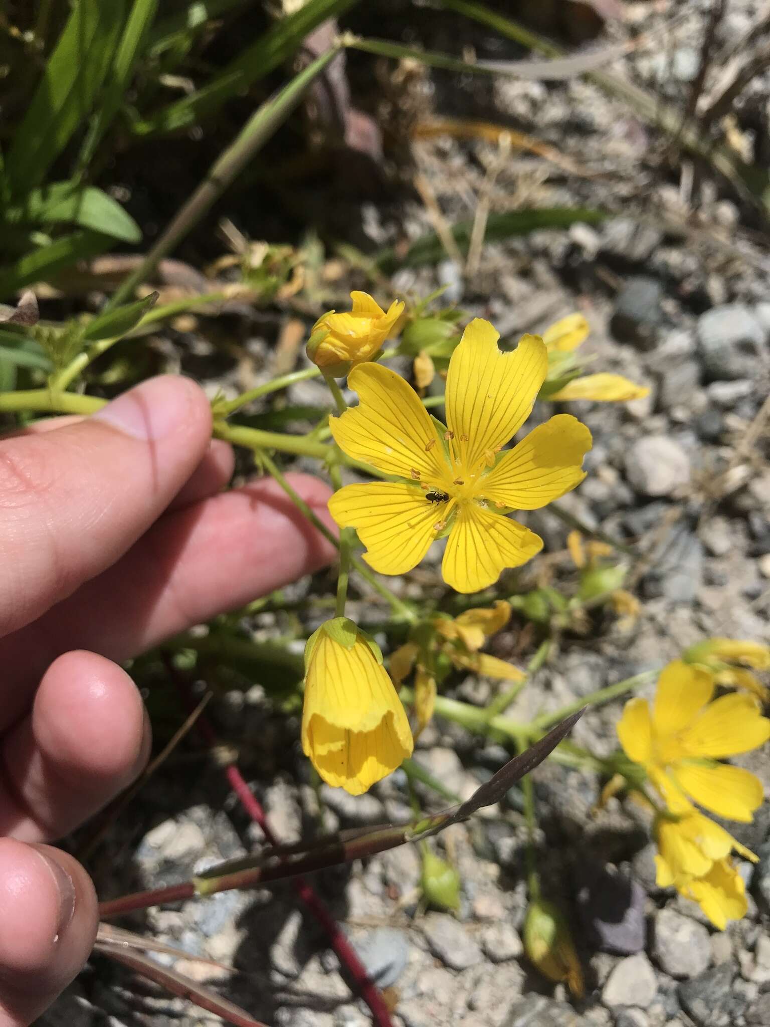 Imagem de Limnanthes douglasii subsp. sulphurea (C. T. Mason) C. T. Mason