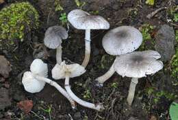 Image of Leucoagaricus melanotrichus (Malençon & Bertault) Trimbach 1975