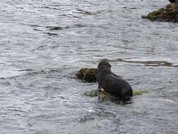 Image of Juan Fernández Fur Seal