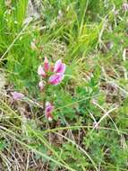 Cytisus purpureus Scop.的圖片