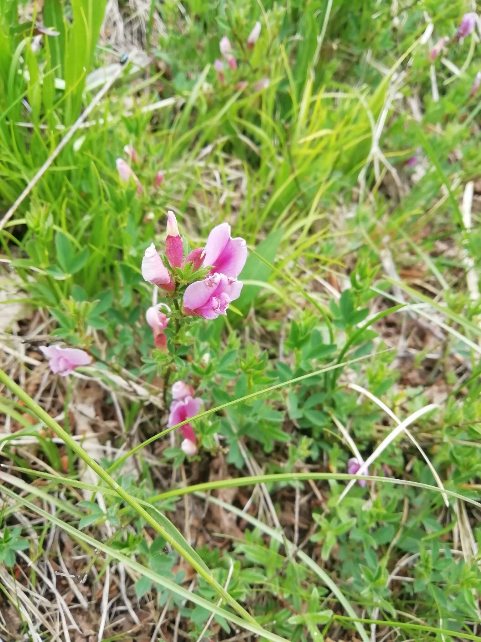 Cytisus purpureus Scop.的圖片