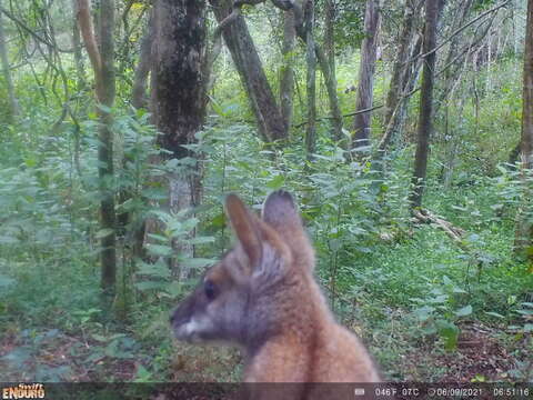 Image of Black-striped Scrub Wallaby