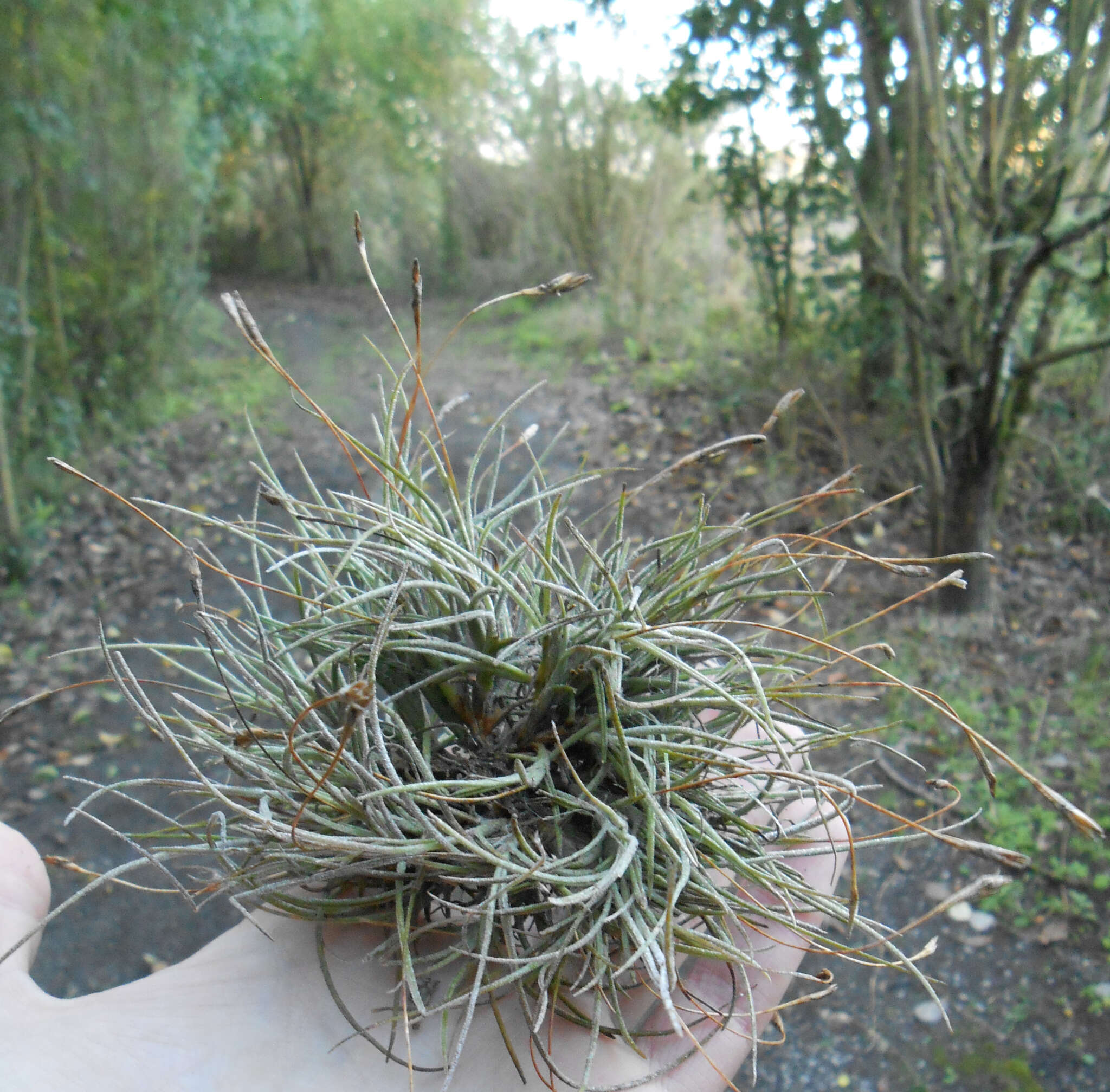 Sivun Tillandsia recurvata (L.) L. kuva