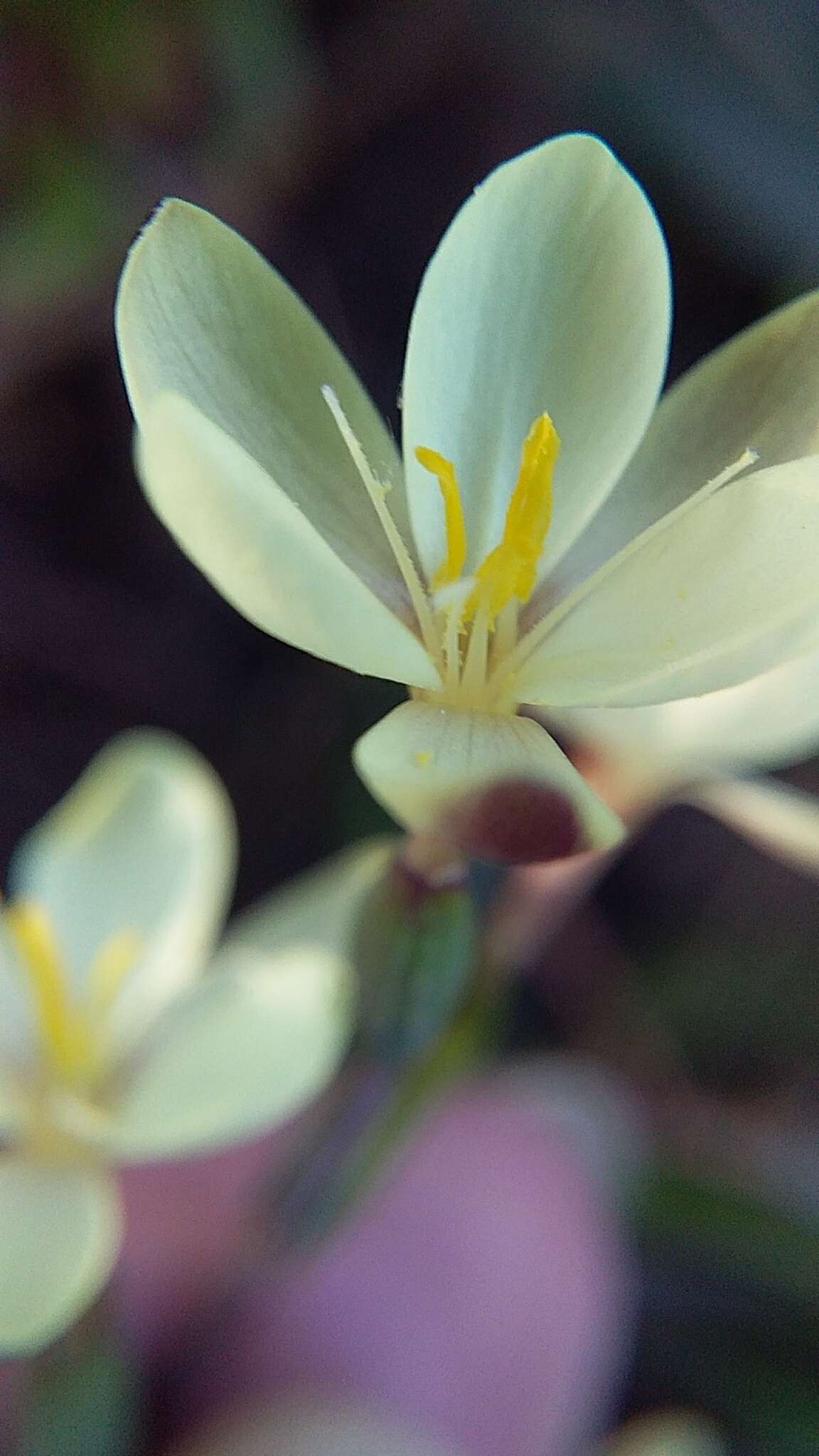 Image of Hesperantha sufflava Goldblatt