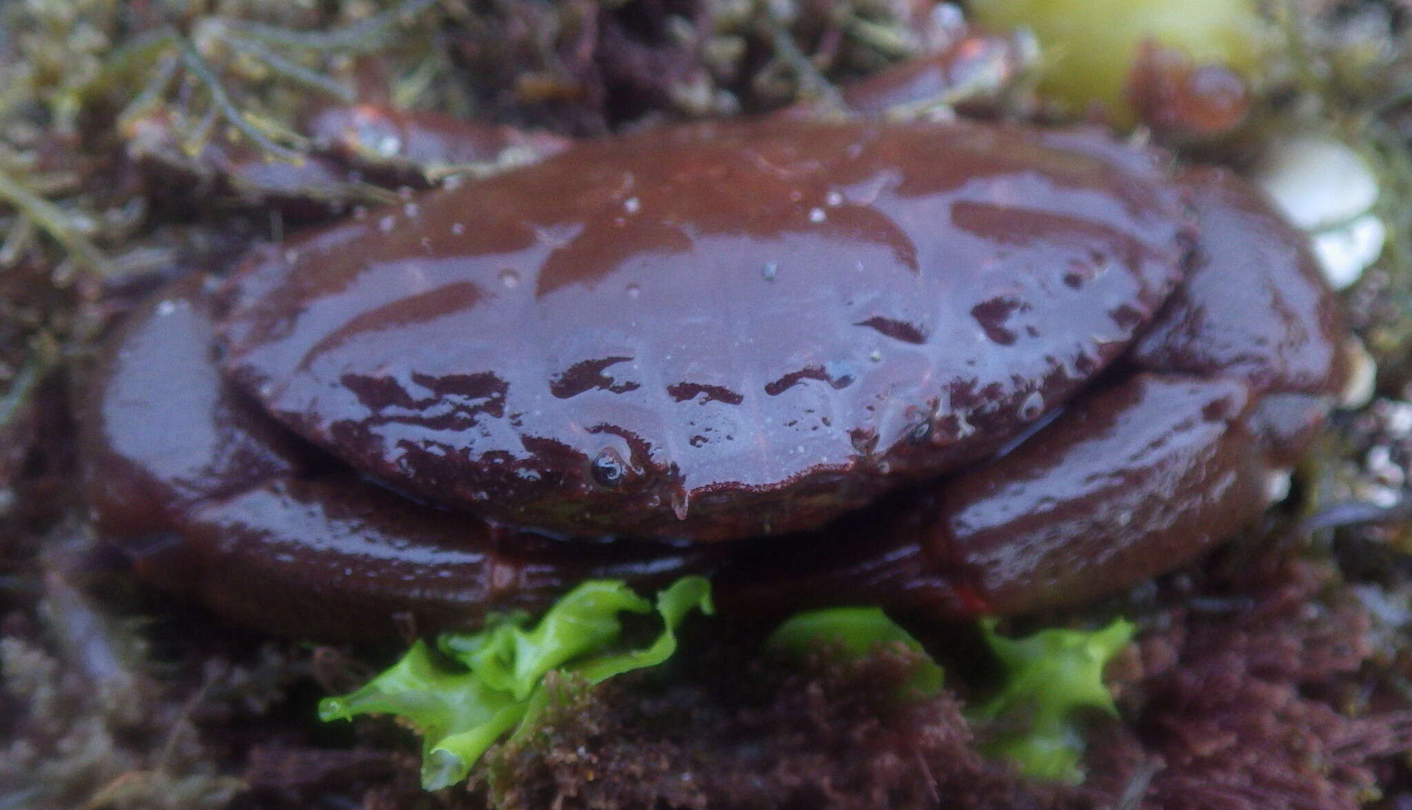 Image of ninetooth pebble crab