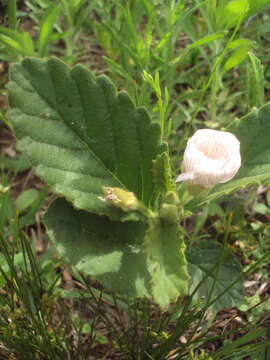 Imagem de Piriqueta taubatensis (Urban) M. M. Arbo