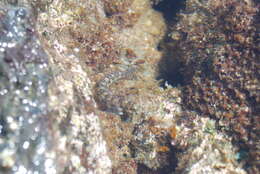 Image of Hump-headed Blenny