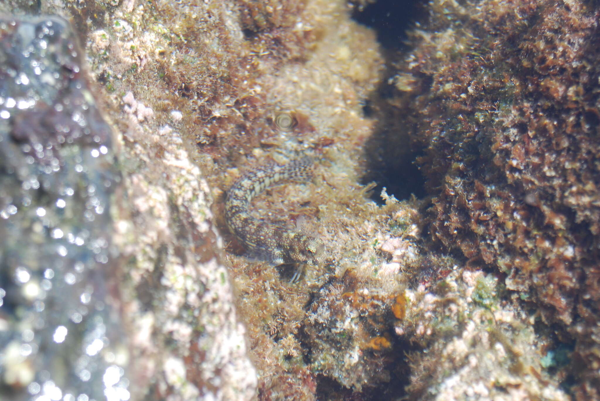 Image of Hump-headed Blenny