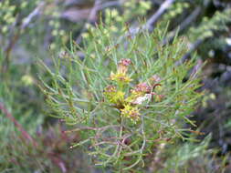 Image of Common pin spiderhead