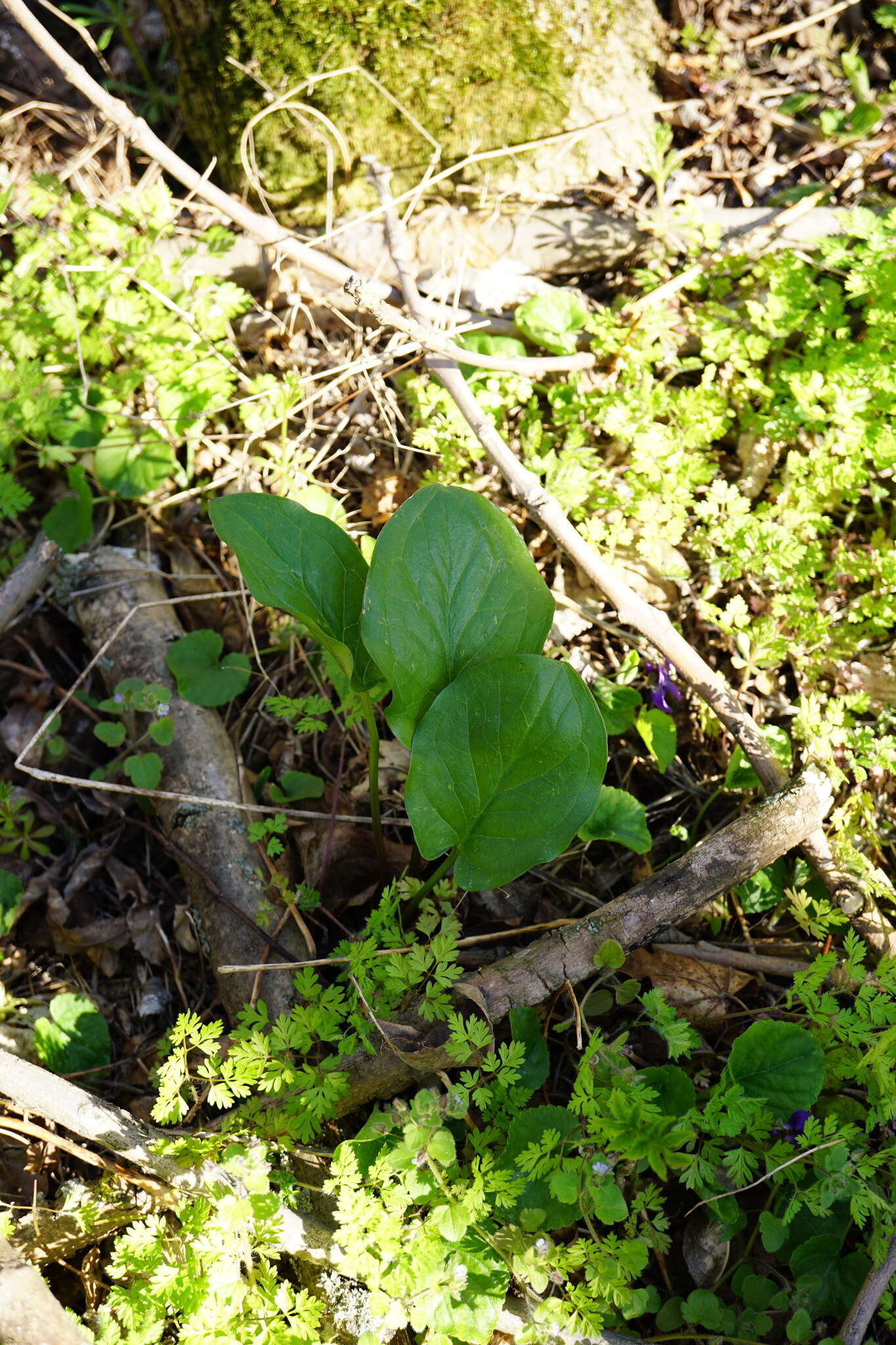 Imagem de Arum cylindraceum Gasp.