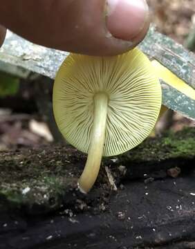 Image of Pluteus chrysaegis (Berk. & Broome) Petch 1912