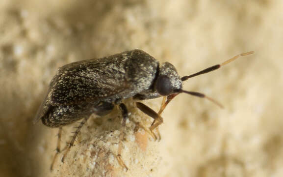 Image of Western Plant Bug