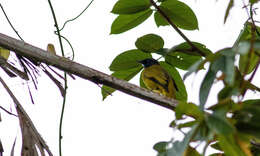 Image of Black-headed Bulbul