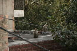 Image of Northern plains gray langur