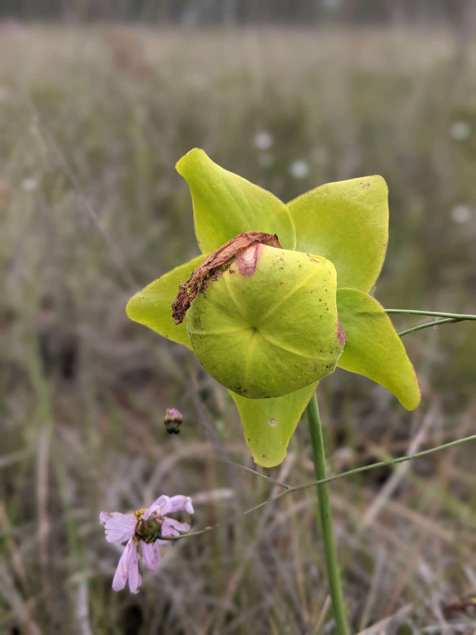 Image of Sarracenia flava var. rugelii (Shuttlew. ex DC.) Mast.