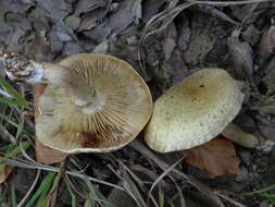 Image of Pholiota gummosa (Lasch) Singer 1951