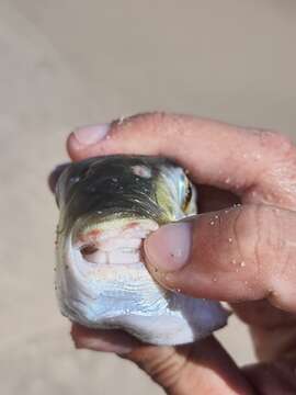 Image of Green Rrough-backed Puffer