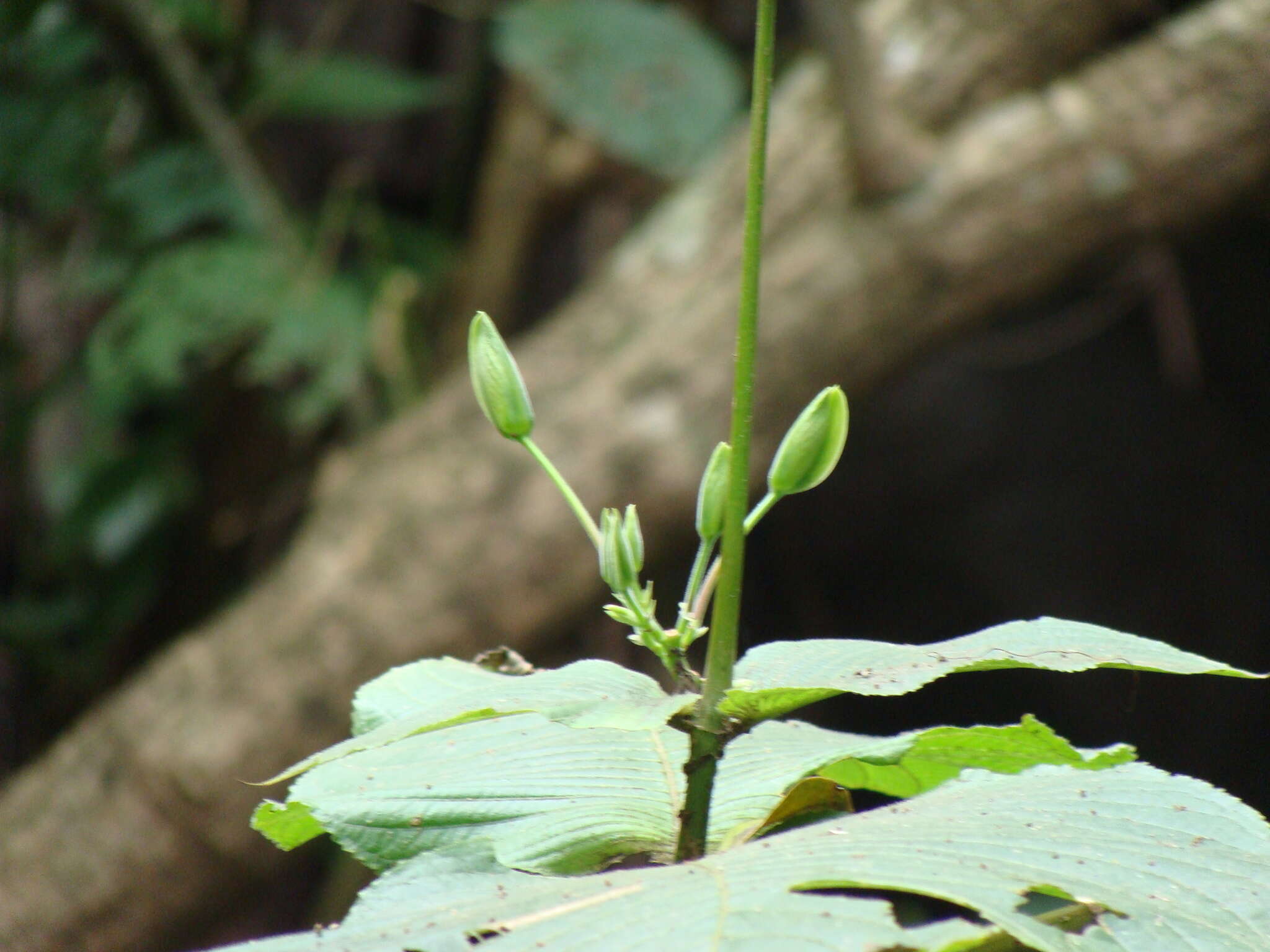 Louteridium purpusii T. S. Brandeg. resmi