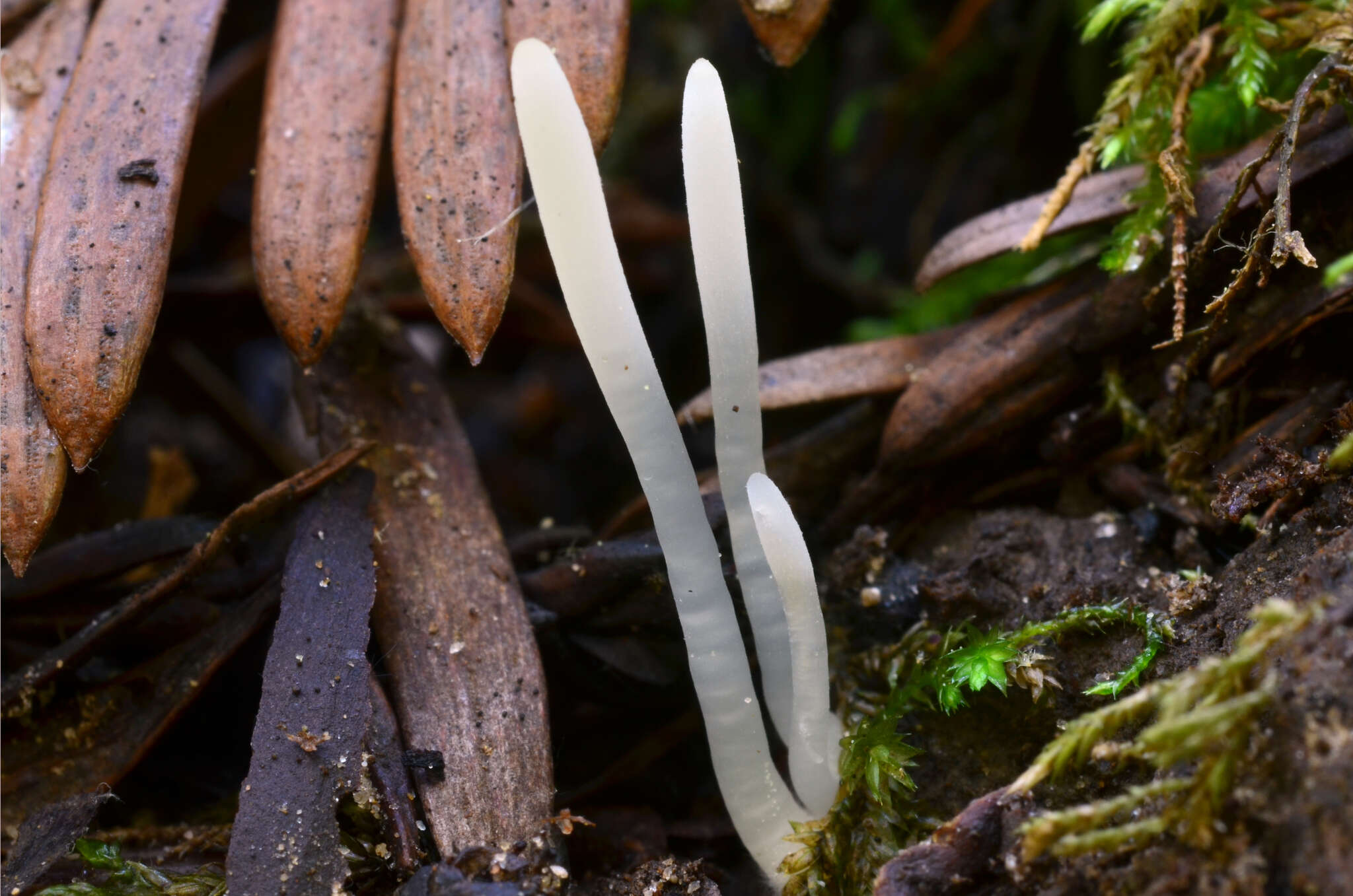 Clavaria falcata Pers. 1794 resmi