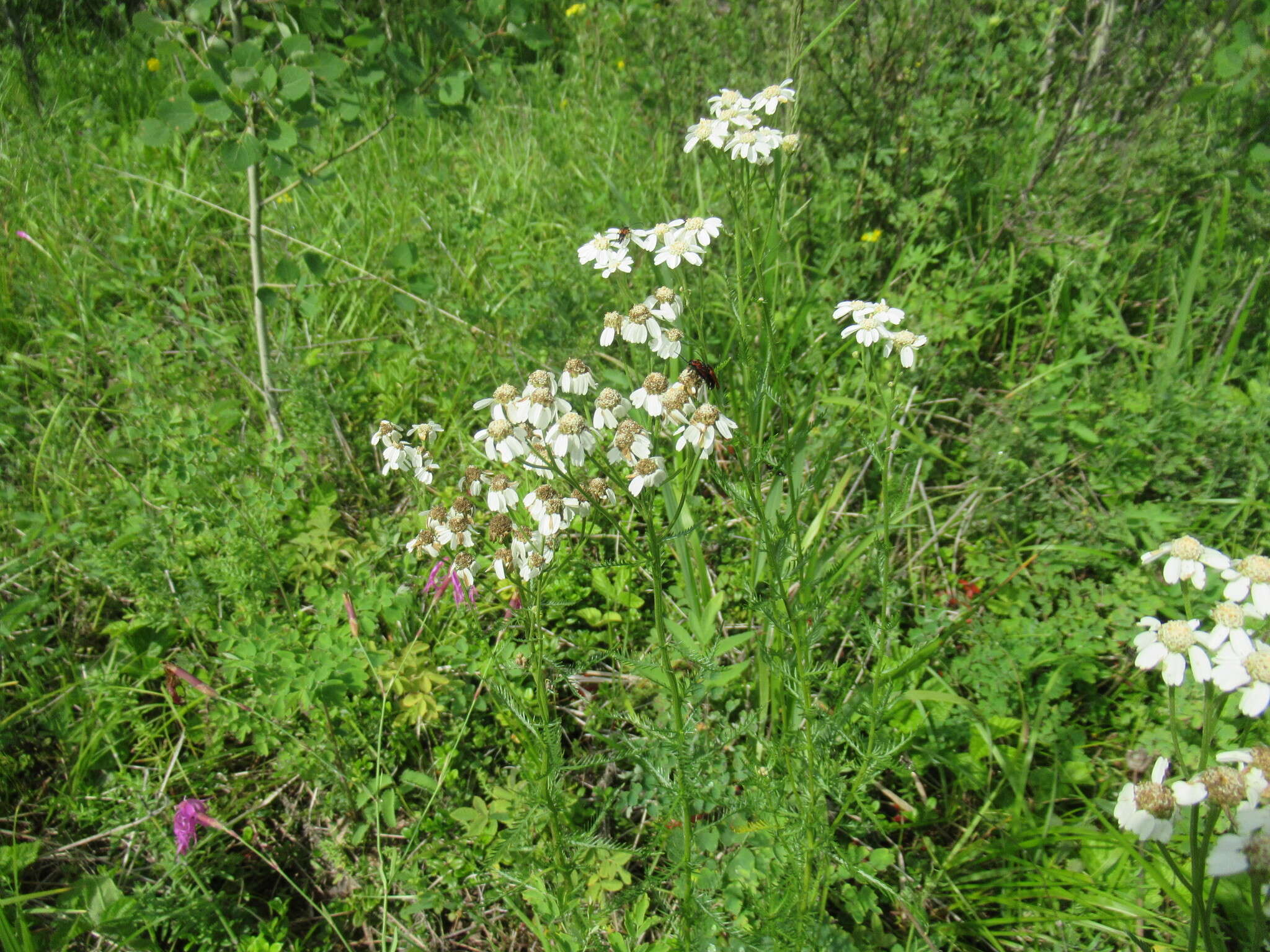 Sivun Achillea impatiens L. kuva