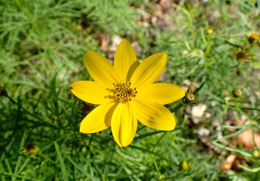 Image of whorled tickseed