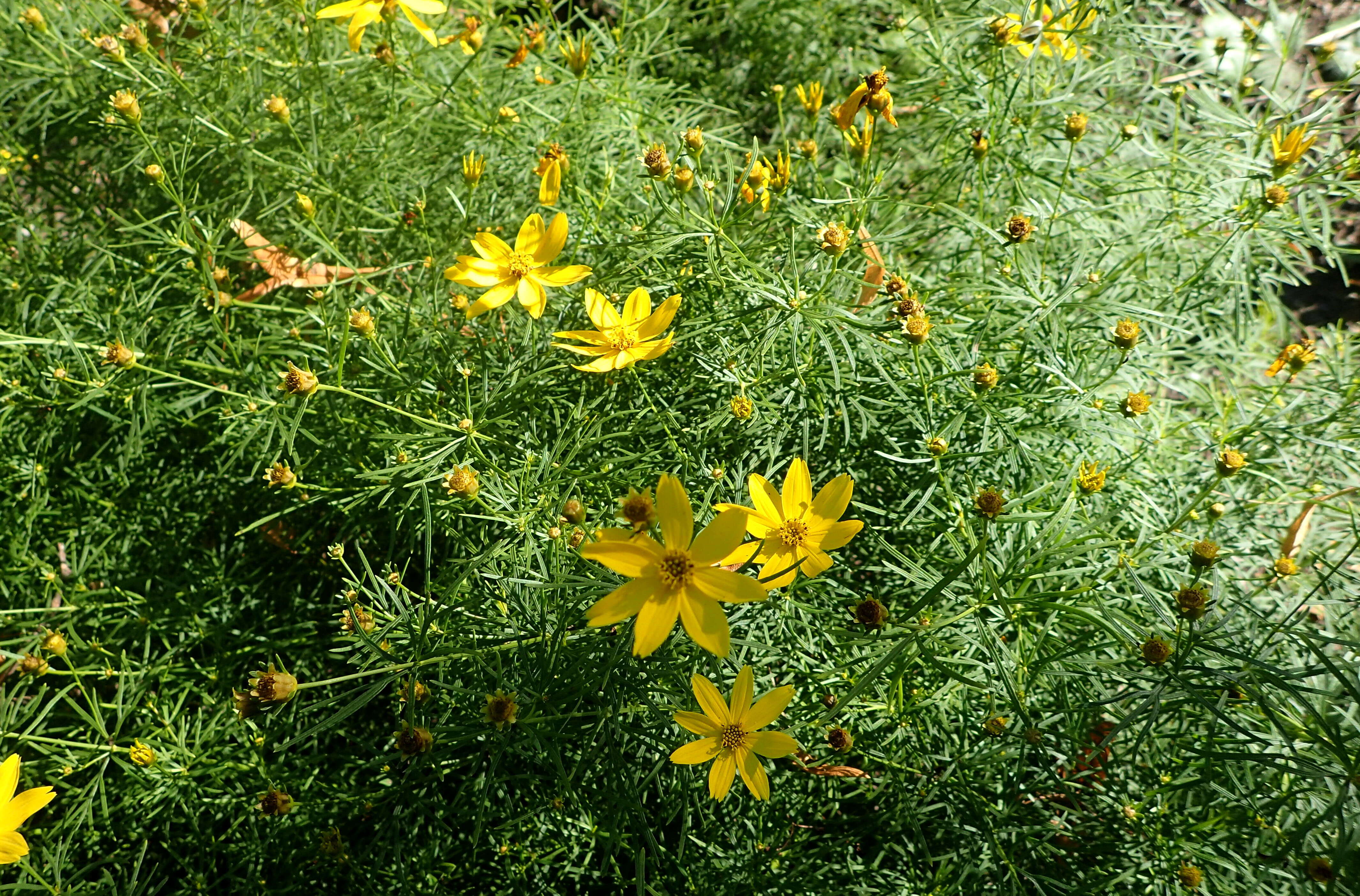 Image of whorled tickseed