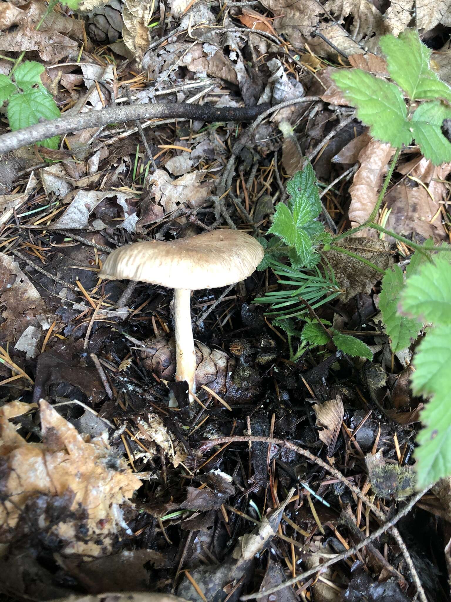 Image of Collybiopsis peronata (Bolton) R. H. Petersen