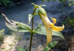 Image of Kirengeshoma palmata Yatabe