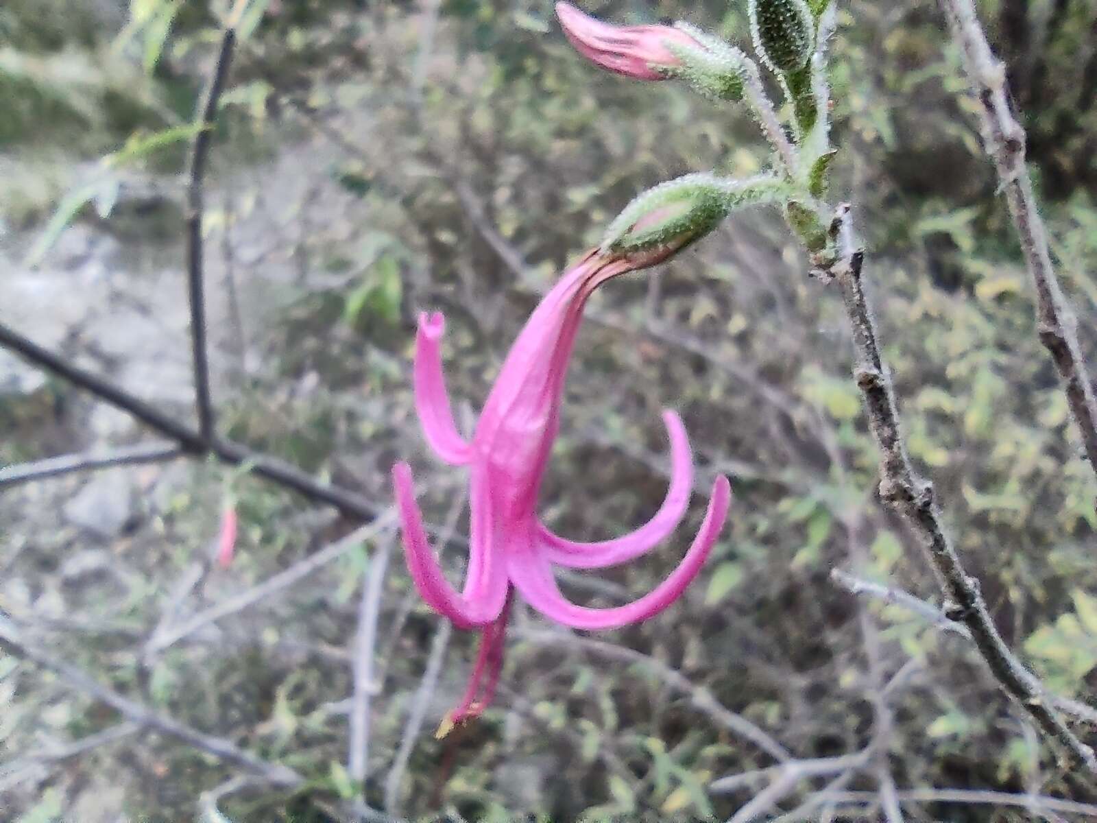 Anisacanthus puberulus (Torr.) J. Henrickson & E. J. Lott resmi